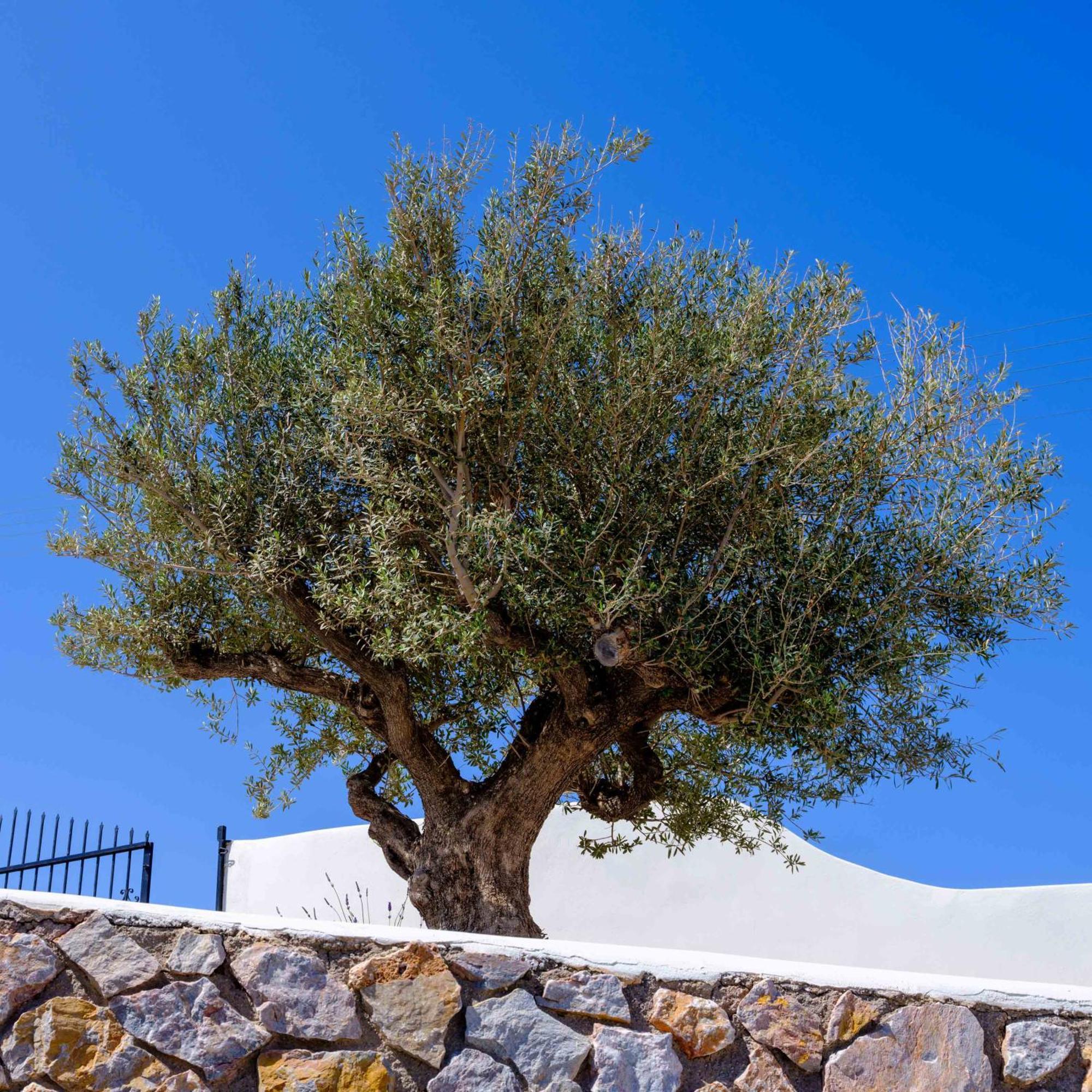 Santorini C Villa Fira  Luaran gambar